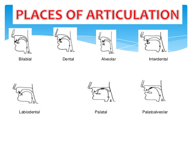 places-of-articulation-2-638
